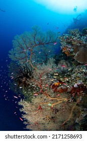 Tropical Coral Reef Fish Scenes Shot In Tubbataha  