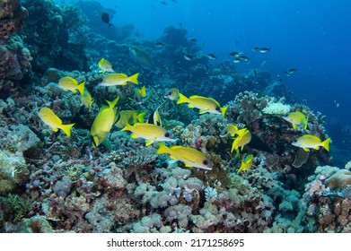 Tropical Coral Reef Fish Scenes Shot In Tubbataha  