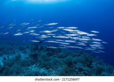 Tropical Coral Reef Fish Scenes Shot In Tubbataha  