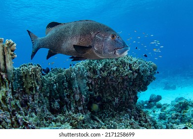 Tropical Coral Reef Fish Scenes Shot In Tubbataha  