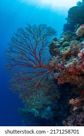 Tropical Coral Reef Fish Scenes Shot In Tubbataha  