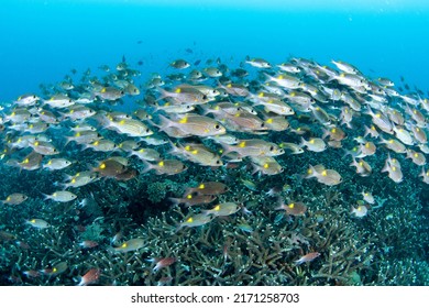 Tropical Coral Reef Fish Scenes Shot In Tubbataha  