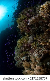 Tropical Coral Reef Fish Scenes Shot In Tubbataha  