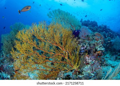 Tropical Coral Reef Fish Scenes Shot In Tubbataha  