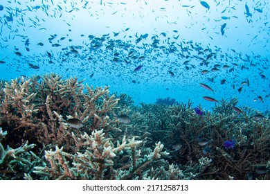 Tropical Coral Reef Fish Scenes Shot In Tubbataha  