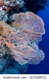 Tropical Coral Reef Fish Scenes Shot In Tubbataha  