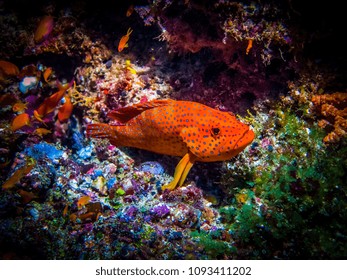 Tropical coral reef fish - Coral trout (leopard coral grouper). Orange fish with blue spots in hideaway. Marine life at coral reef and its ecosystem at night.