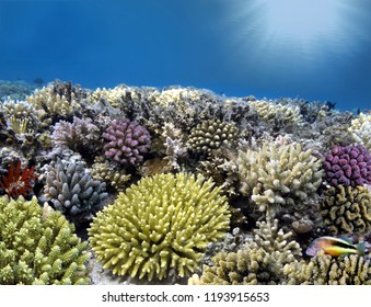 Tropical Coral Reef. Red Sea.