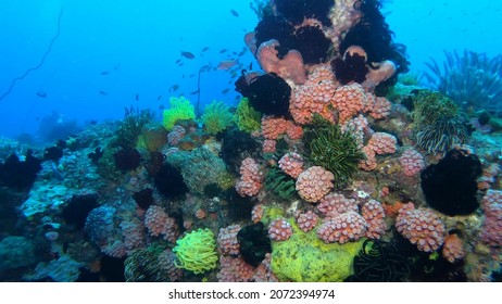 Tropical coral reef with table and horn corals in clear blue water.