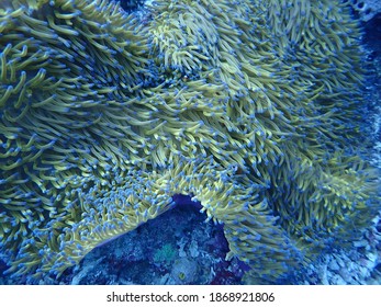 Tropical coralreef in Borneo Malaysia