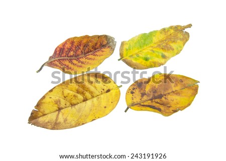 Tropical dry leaves isolated on white background