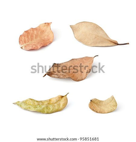 Tropical dry leaves set isolated on white.