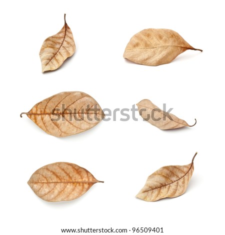 Tropical dry leaves set isolated on white.