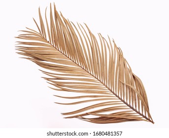 Tropical Dry Palm Leaf Isolated On White Background