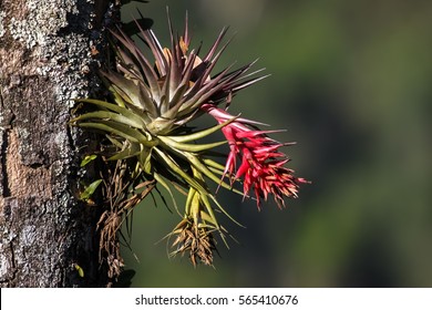 Tropical Epiphyte With Blossom, Itatiaia, Atlantic Forest, Brazil