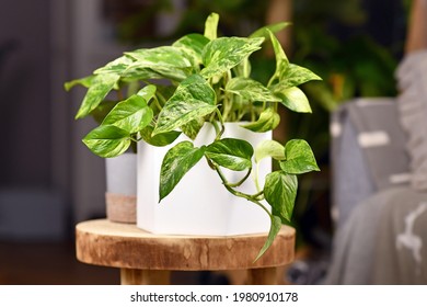 Tropical 'Epipremnum Aureum Marble Queen' pothos houseplant with white variegation in flower pot on wooden table - Shutterstock ID 1980910178