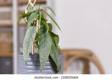 Tropical 'Epipremnum Pinnatum Cebu Blue' houseplant with silver-blue leaves in flower pot