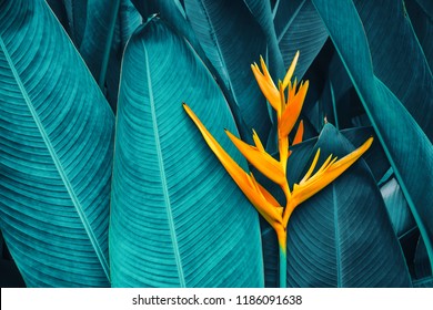 tropical exotic flower blooming on blue foliage background, toned process - Shutterstock ID 1186091638
