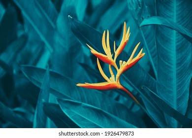 tropical exotic flower blooming on blue foliage, botanical nature background, toned process - Shutterstock ID 1926479873
