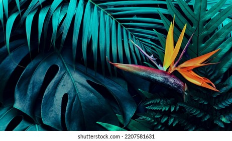 Tropical exotic flower, Closeup of Bird of Paradise or strelitzia reginae blooming on blue leaves background - Powered by Shutterstock