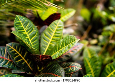 Tropical Exotic Plants Close Up Background. Colorful Beautiful Croton Petra Leaves In Garden. Australia Rainforest Photography.