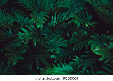 Tropical Fern Bushes - Shutterstock ID 592383005