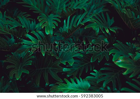 Similar – Image, Stock Photo Green fern background Fern