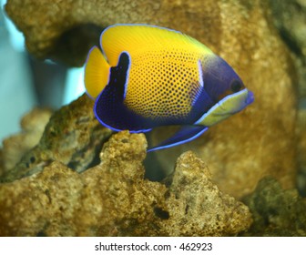 Tropical Fish
