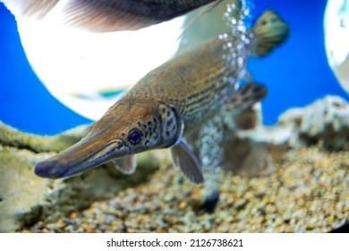 6,179 Alligator fish Images, Stock Photos & Vectors | Shutterstock