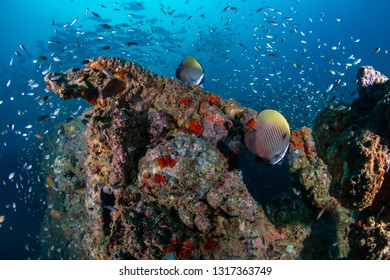 Tropical fish around an underwater shipwreck in the Andaman Sea - Shutterstock ID 1317363749