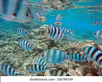 Tropical Fish At Bora Bora, South Pacific Ocean