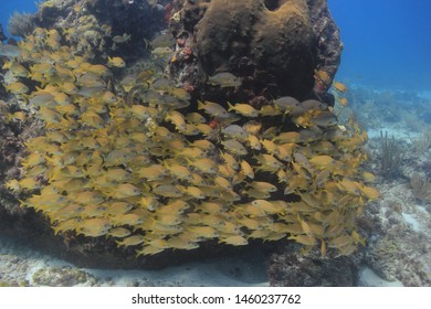 cancun mexico fish