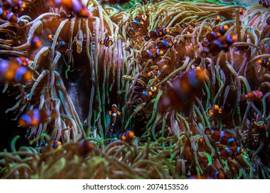 Tropical Fish Clownfish (Amphiprioninae) Among Corals.