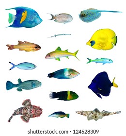 Tropical Fish Collection On White Background.