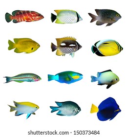Tropical fish collection on white background.