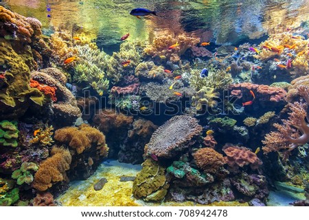 Tropical fish in a coral aquarium.
