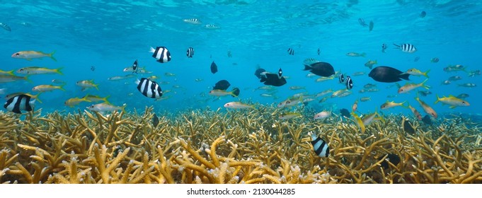 Tropical fish and coral reef Pacific ocean underwater, Tahiti, French Polynesia