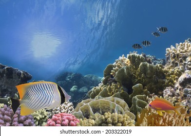 Tropical Fish and Coral Reef, Red Sea, Egypt.