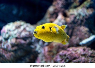 Tropical Fish With Coral Reef In Singapore Aquarium