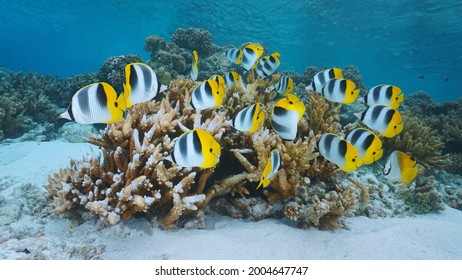 Tropical fish and coral reef underwater ocean (Pacific double-saddle butterflyfish), French Polynesia