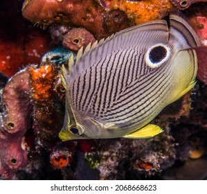 Tropical Fish In Cozumel, Mexico