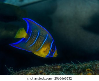 Tropical Fish In Cozumel, Mexico