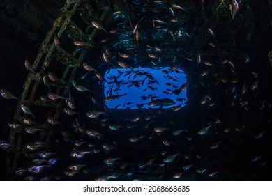 Tropical Fish In Cozumel, Mexico