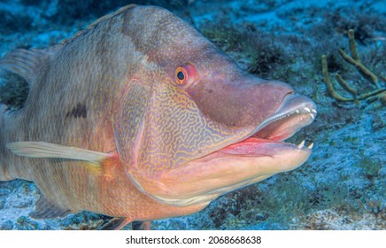 Tropical Fish In Cozumel, Mexico