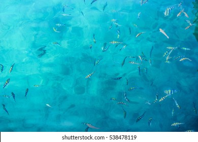 Tropical Fish In Crystal Clear Blue Ocean Water In Thailand From Above