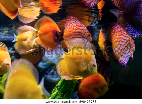 Tropical Fish Different Colors Amazon River Stock Photo Edit Now