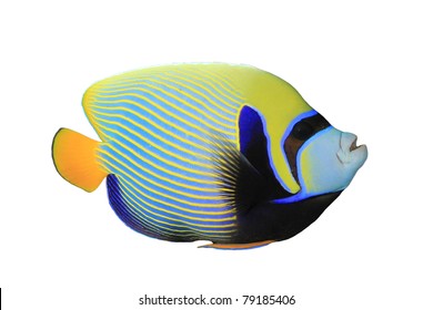 Tropical Fish: Emperor Angelfish (Pomacanthus imperator) isolated on white background
