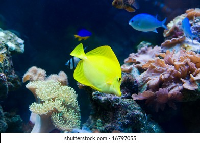 the tropical fish floats in the aquarium