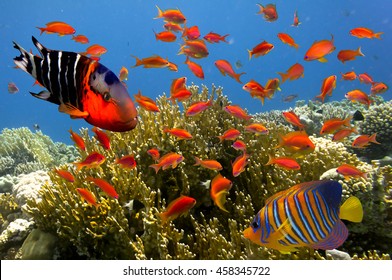 Tropical fish and Hard corals in Marine Aquarium