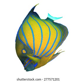 Blue And Yellow Tropical Fish Images Stock Photos Vectors Shutterstock